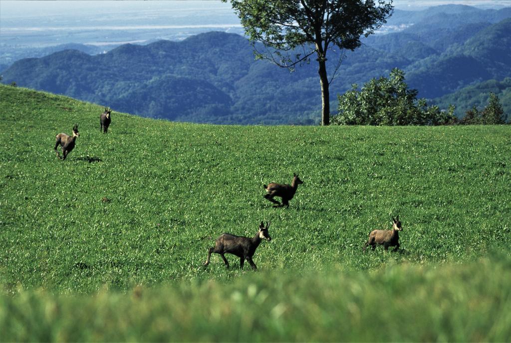 Baita Tana da l'Ors Forgaria nel Friuli Bagian luar foto