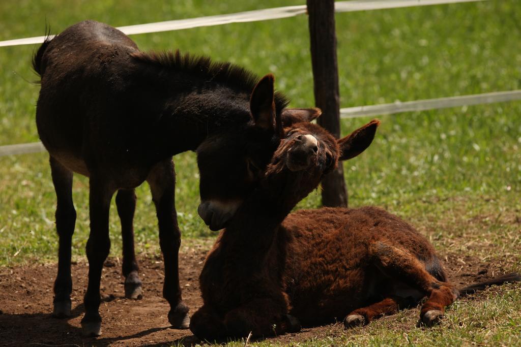 Baita Tana da l'Ors Forgaria nel Friuli Bagian luar foto