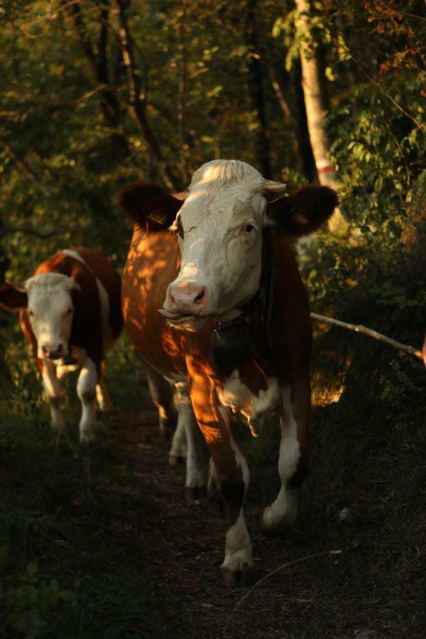 Baita Tana da l'Ors Forgaria nel Friuli Bagian luar foto